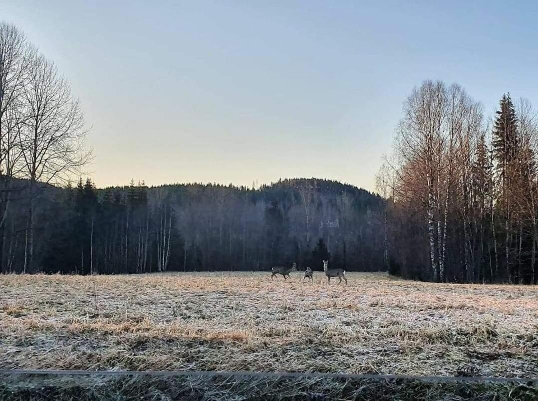 Mysig Timmerstuga Med Braskamin Naera Hovfjaellet Torsby Exterior foto